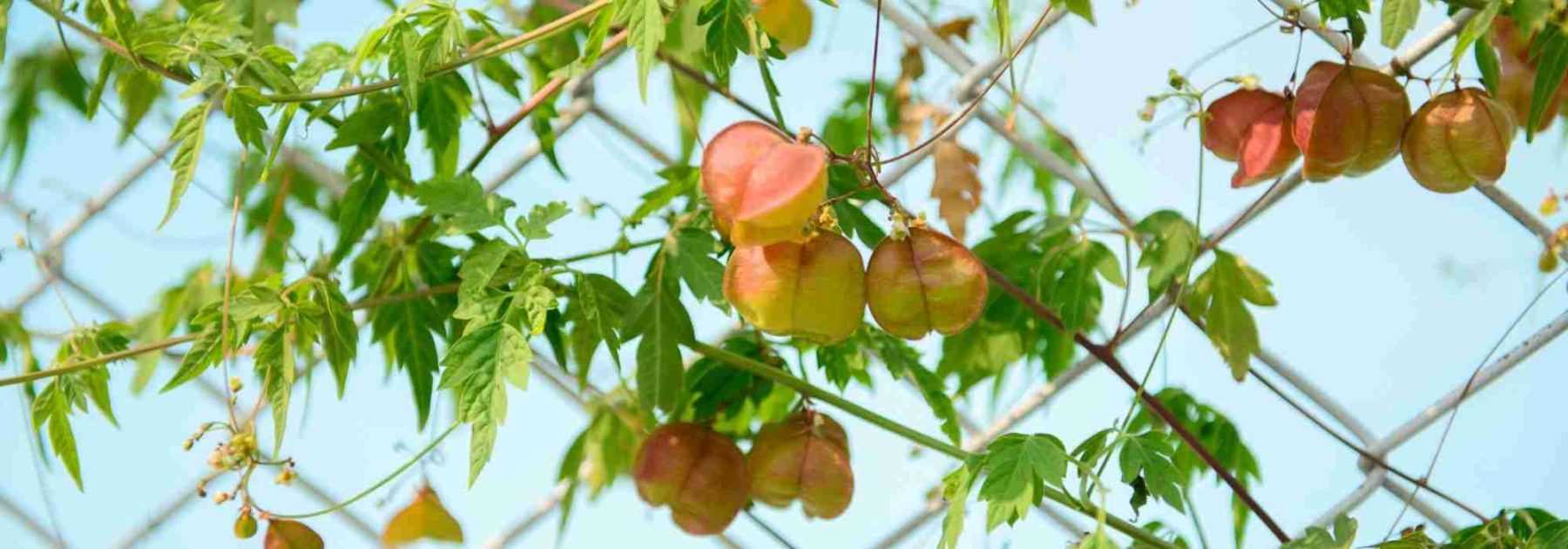 10 climbing plants ideal for fences