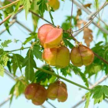 10 climbing plants ideal for fences