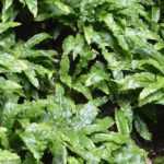 Asplenium: planting, growing, and care