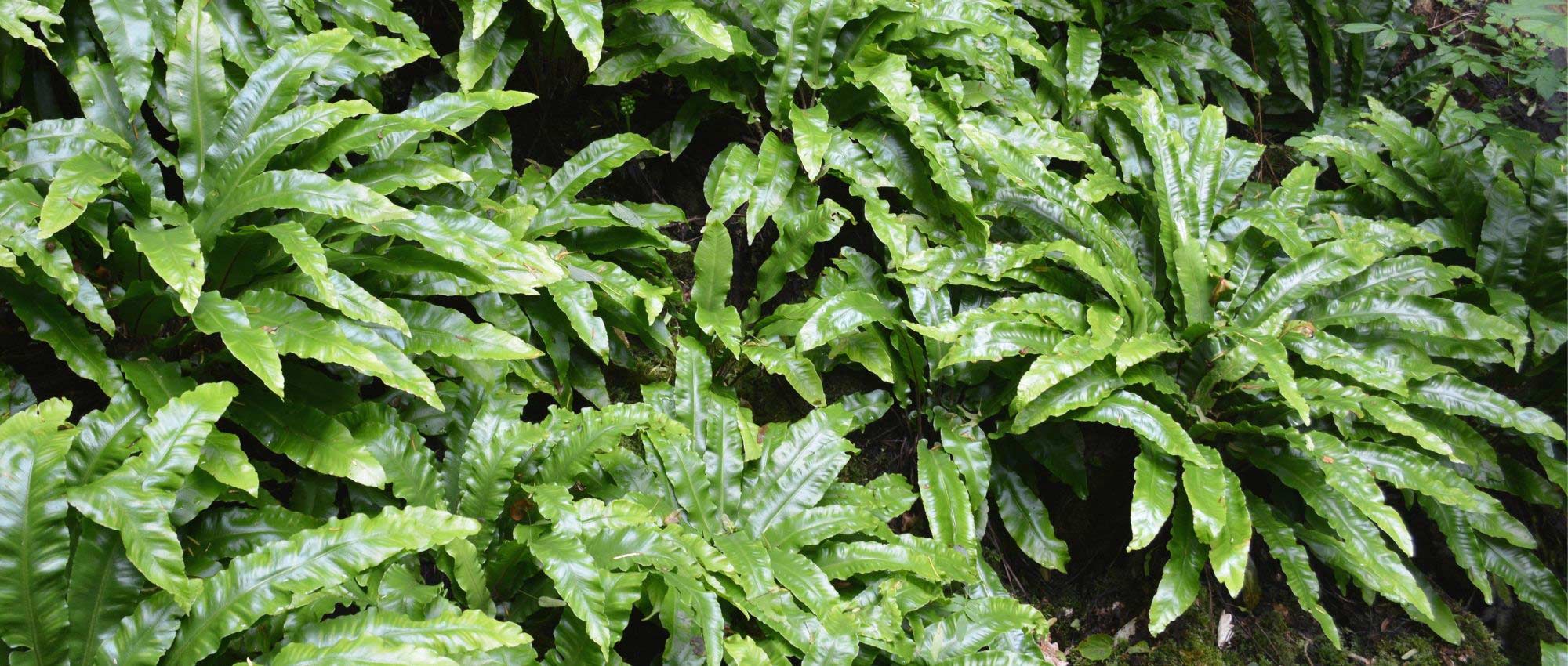 Asplenium: planting, growing, and caring for it