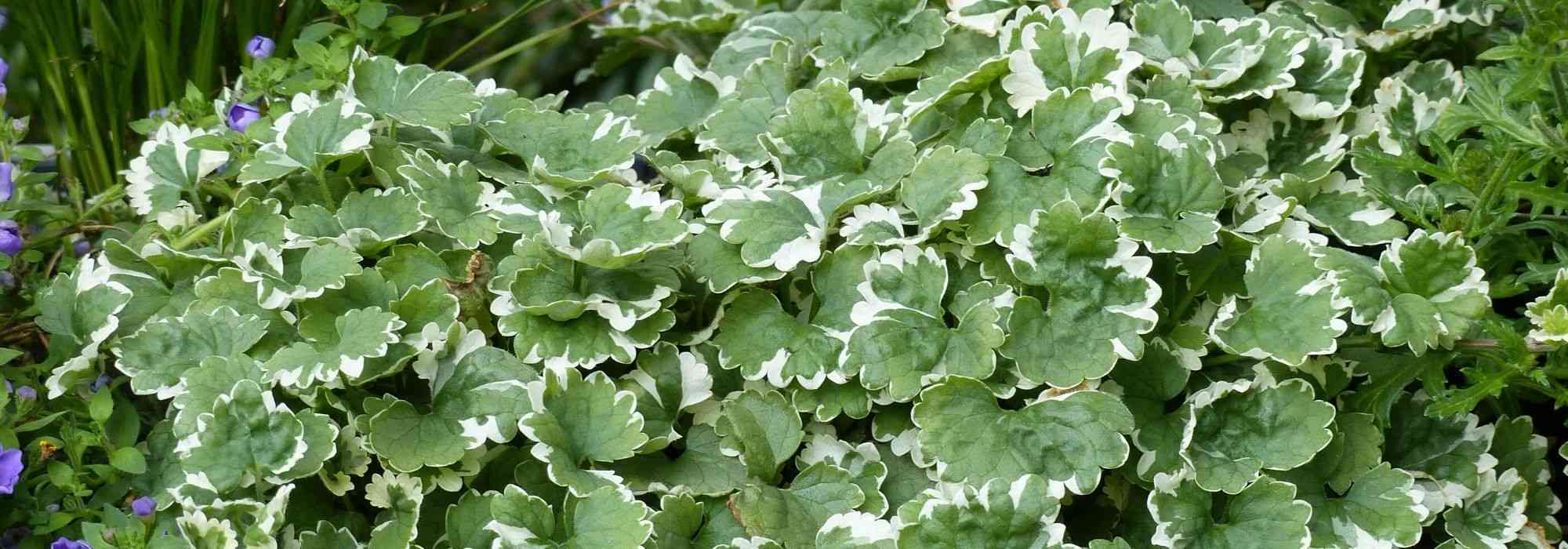 Glechoma hederacea, ground ivy: planting, care, properties - Promesse de  Fleurs