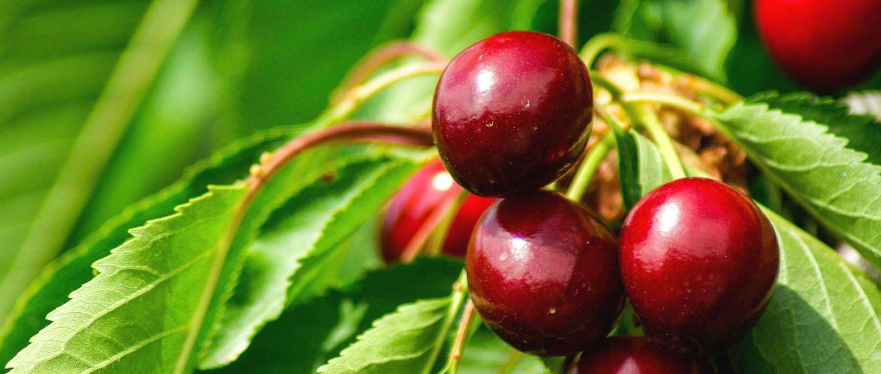 Cherry fruit fly: prevention and treatment