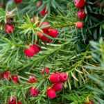 If, Taxus baccata: planting, caring for