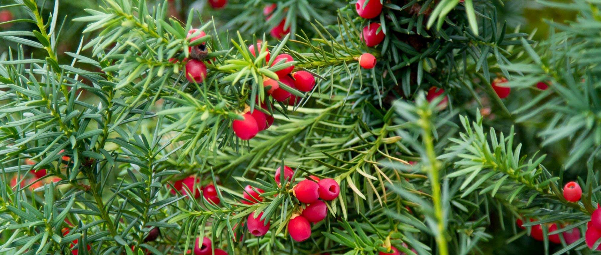 If, Taxus baccata: planting, caring for