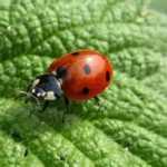 Welcoming garden insects: 7 shelters to build yourself