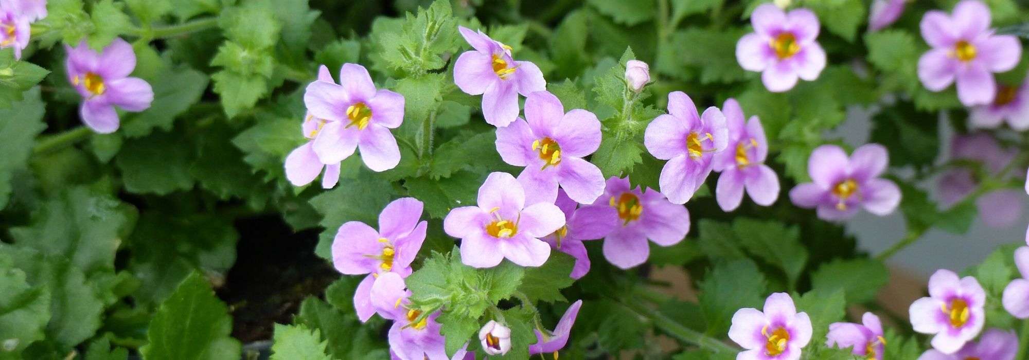 Bacopa: planting, growing, maintaining