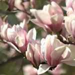 <em>Magnolia</em>: choose the variety suited to your garden