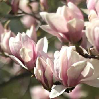 <em>Magnolia</em>: choose the variety suited to your garden