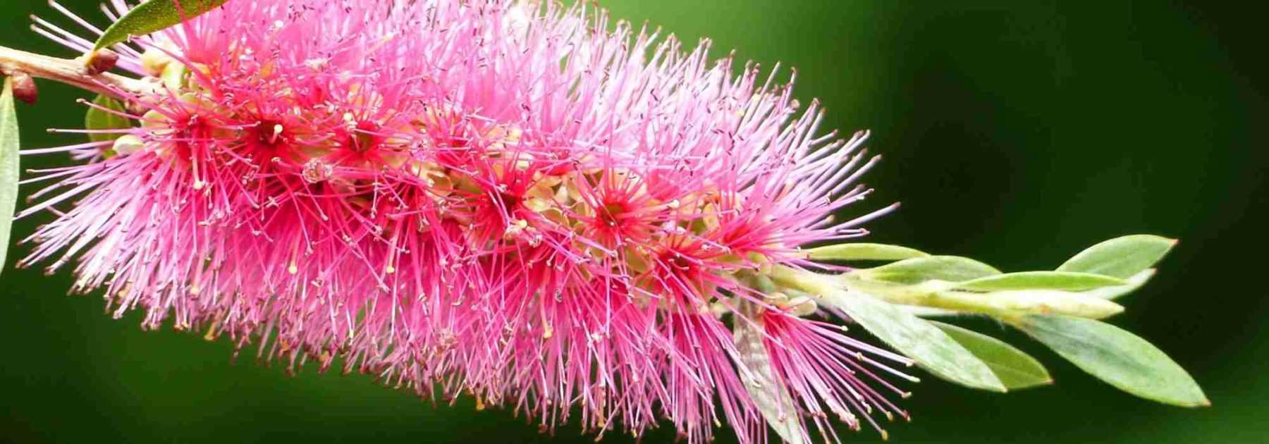 <em>Callistemon</em>, bottlebrush: how to protect it from the cold in winter?