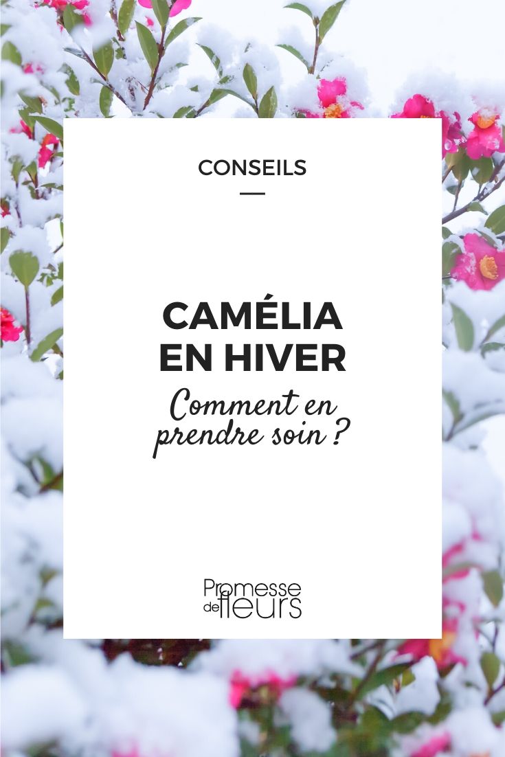 Camellia in Winter: Proper Care Tips