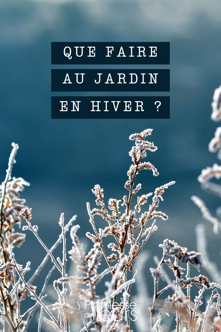 Winter: What to Do in the Garden?