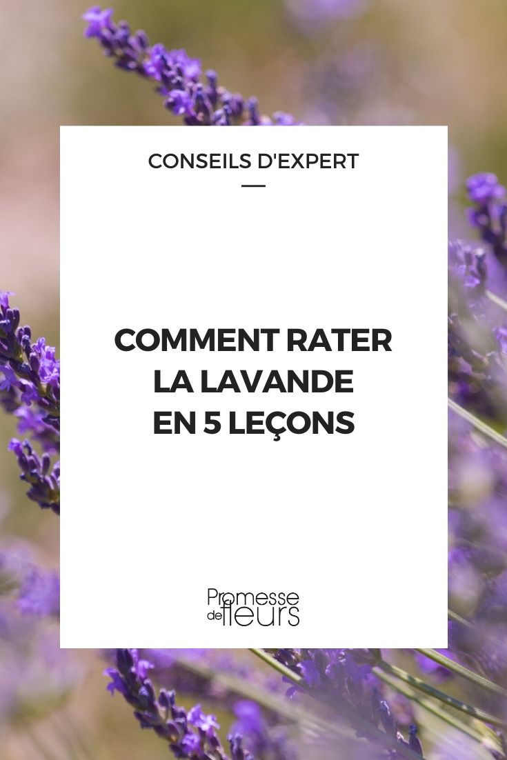 How to Fail at Growing Lavender