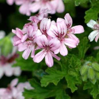 Successful overwintering of pelargoniums (balcony geraniums)