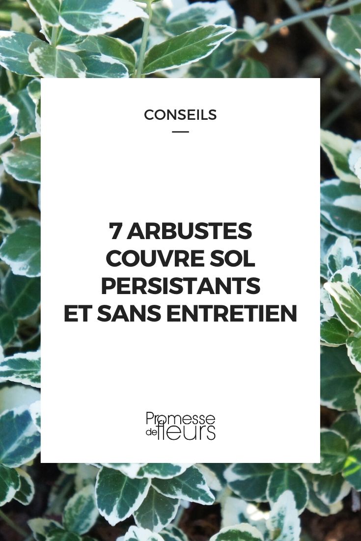 7 Low-Maintenance Ground Cover Evergreen Bushes evergreen ground-cover bushes