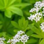 Perula: planting, cultivation, and care