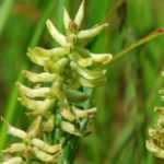 Astragalus: planting, growing, and care
