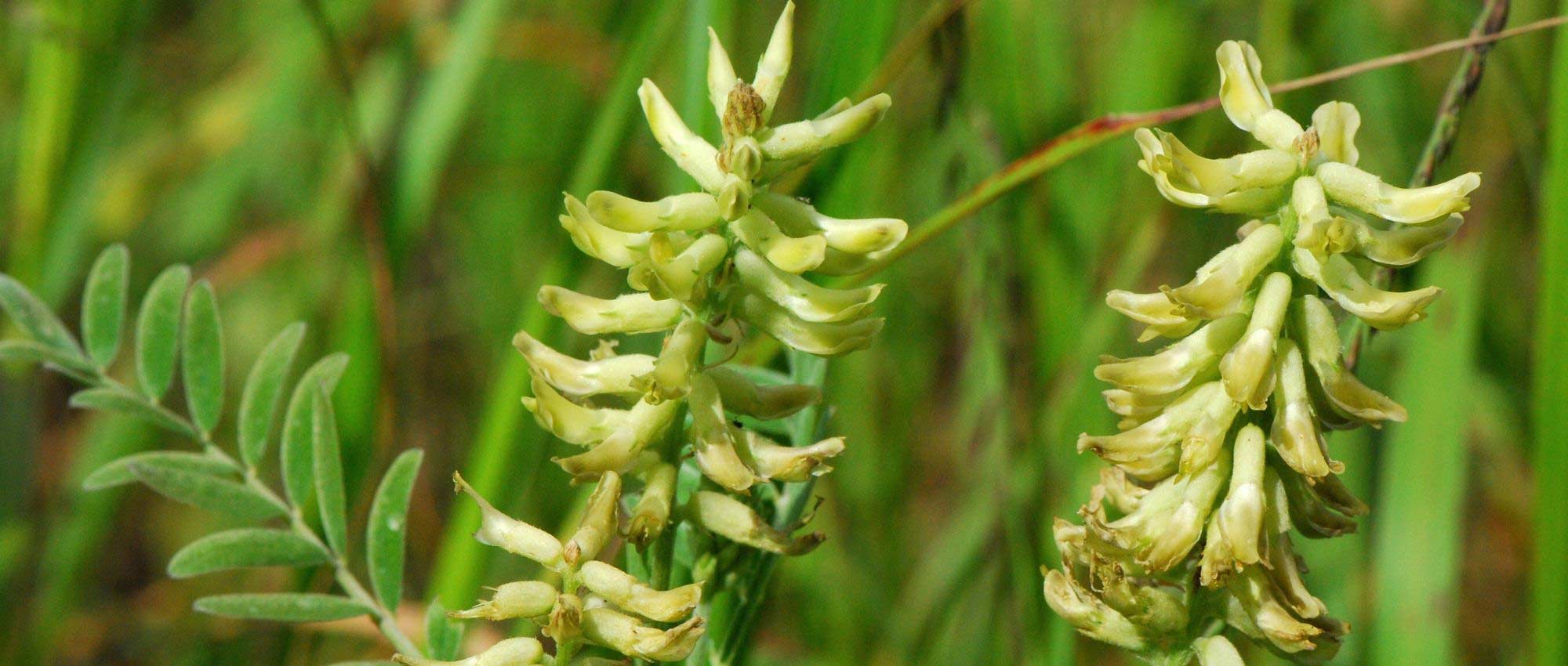 Astragalus: planting, cultivation, and care