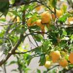 Diseases and parasitic organisms of lemon trees