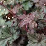 <em>Heuchera</em>: 7 ideas for successful plant combinations