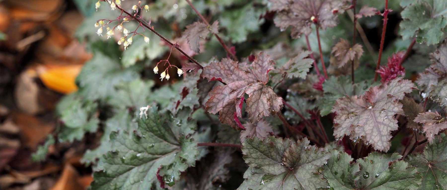 <em>Heuchera</em>: 7 ideas for successful plant combinations