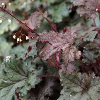 <em>Heuchera</em>: 7 ideas for successful plant combinations