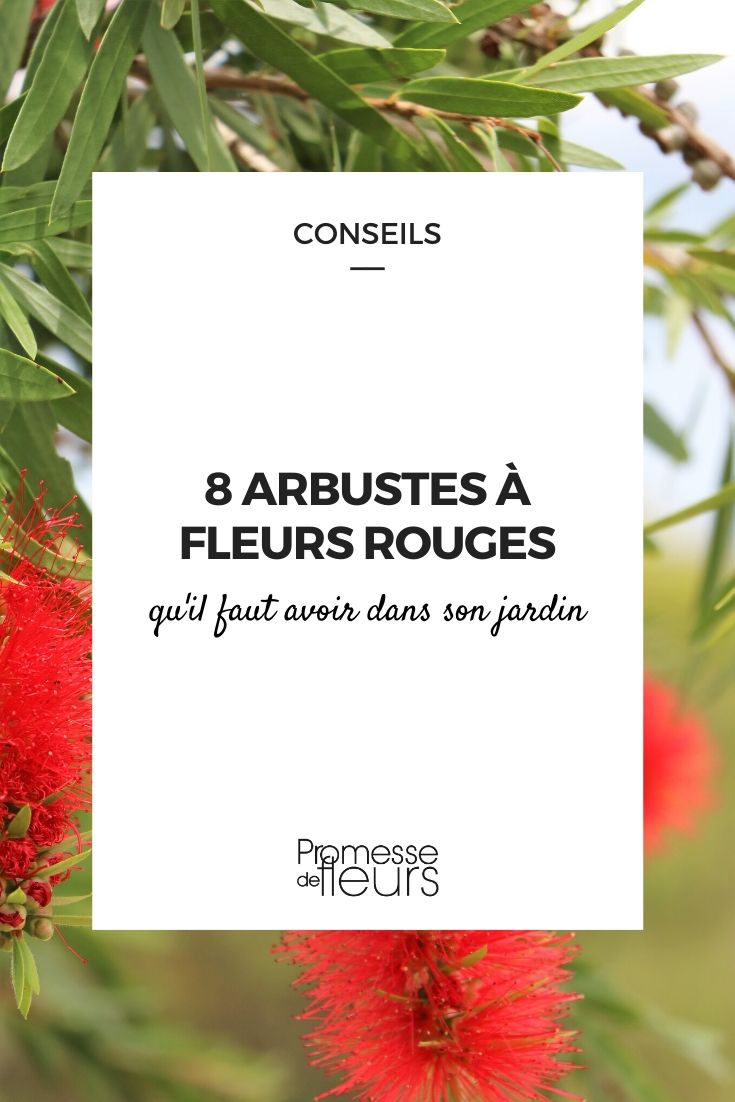 red flower bushes Bushes with Red Flowers: The Essentials