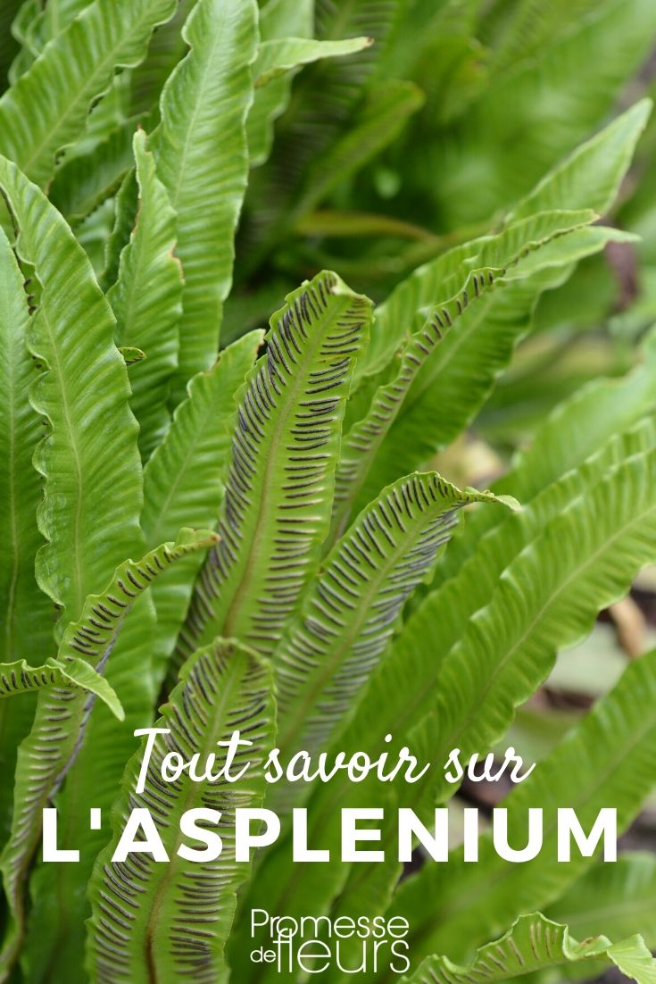 Asplenium Asplenium - fern