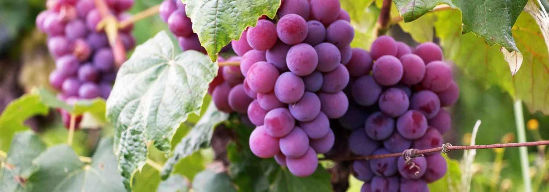 Grapevine: choose the right variety