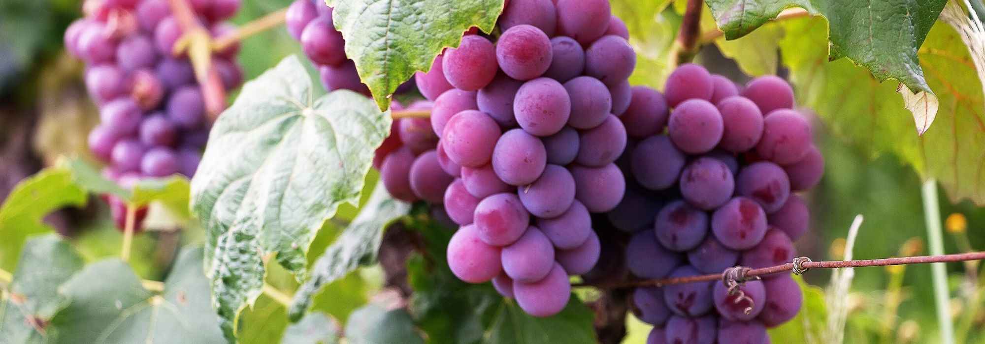Grapevine: choose the right variety