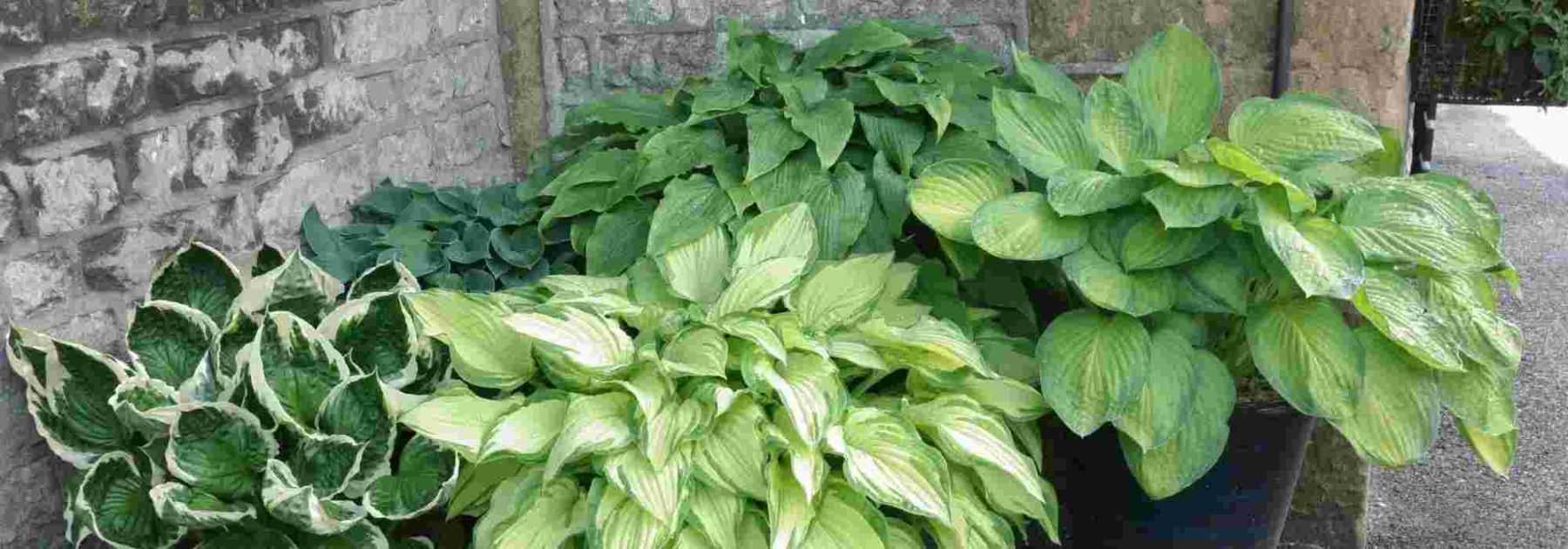 Planters and pots for shade: 5 planting combinations