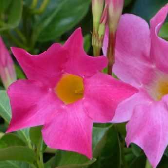 <em>Dipladenia</em> in winter: protecting it from the cold