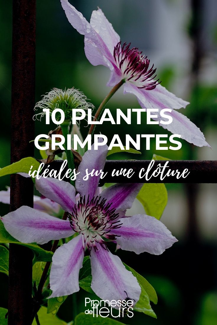 Climbing Plants for Fences