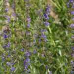 Hyssop, Hyssopus officinalis: sowing, planting, cultivation, benefits