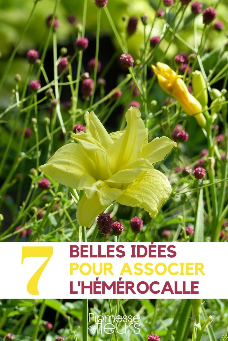 All About Daylilies

Daylilies, known botanically as Hemerocallis, are among the most versatile and easy-to-grow perennials in the British and Irish gardens. Their resilience and adaptability make them ideal for novice gardeners and seasoned horticulturists alike. Here's everything you need to know about cultivating these vibrant and enduring plants.

### Choosing the Right Variety

Daylilies come in a dazzling array of colours, sizes, and forms. From the striking 'Stella de Oro' with its golden blooms to the elegant 'Pardon Me', which features deep red petals with a yellow throat, there's a variety to suit every garden design and preference. When selecting daylilies, consider the flowering time and the plant's mature height and spread to ensure it fits well within your garden space.

### Planting and Care

Daylilies thrive in well-drained soil and full sun, although they can tolerate partial shade. Plant them in spring or early autumn to allow the roots to establish before the extremes of summer or winter. Space the plants about 60 cm apart to give them room to grow.

Water newly planted daylilies regularly until they are established. Once mature, they are remarkably drought-tolerant, though occasional watering during prolonged dry spells will keep them looking their best. Apply a balanced fertiliser in early spring to promote vigorous growth and abundant flowering.

### Maintenance

Daylilies are low-maintenance but benefit from some basic care. Remove spent flower stalks to encourage reblooming and maintain a tidy appearance. In late autumn, cut back the foliage to ground level to help prevent overwintering pests and diseases.

Divide clumps every three to five years to rejuvenate the plants and maintain their vigour. This is also a great opportunity to share plants with fellow gardeners.

### Common Pests and Problems

While generally robust, daylilies can occasionally suffer from pests such as aphids and red spider mites. These can usually be controlled with insecticidal soap or by encouraging natural predators like ladybirds into the garden. Slugs and snails can also be a nuisance, particularly in damp conditions; use environmentally friendly slug pellets or barriers to protect your plants.

Rust, a fungal disease, can sometimes affect daylilies. Ensuring good air circulation around the plants and removing any infected leaves can help manage this issue.

### Enjoying Your Daylilies

Daylilies are not only beautiful but also edible. The flowers can be used to brighten up salads or as an eye-catching garnish. Always ensure that the flowers are free from pesticides and other chemicals before consuming.

With their stunning blooms and minimal care requirements, daylilies are a superb choice for adding long-lasting colour and interest to any garden. Whether you're creating sweeping borders or adding splashes of colour to mixed beds, daylilies will not disappoint.