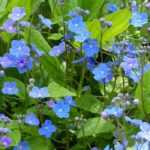 Omphalodes: planting, cultivation, and care