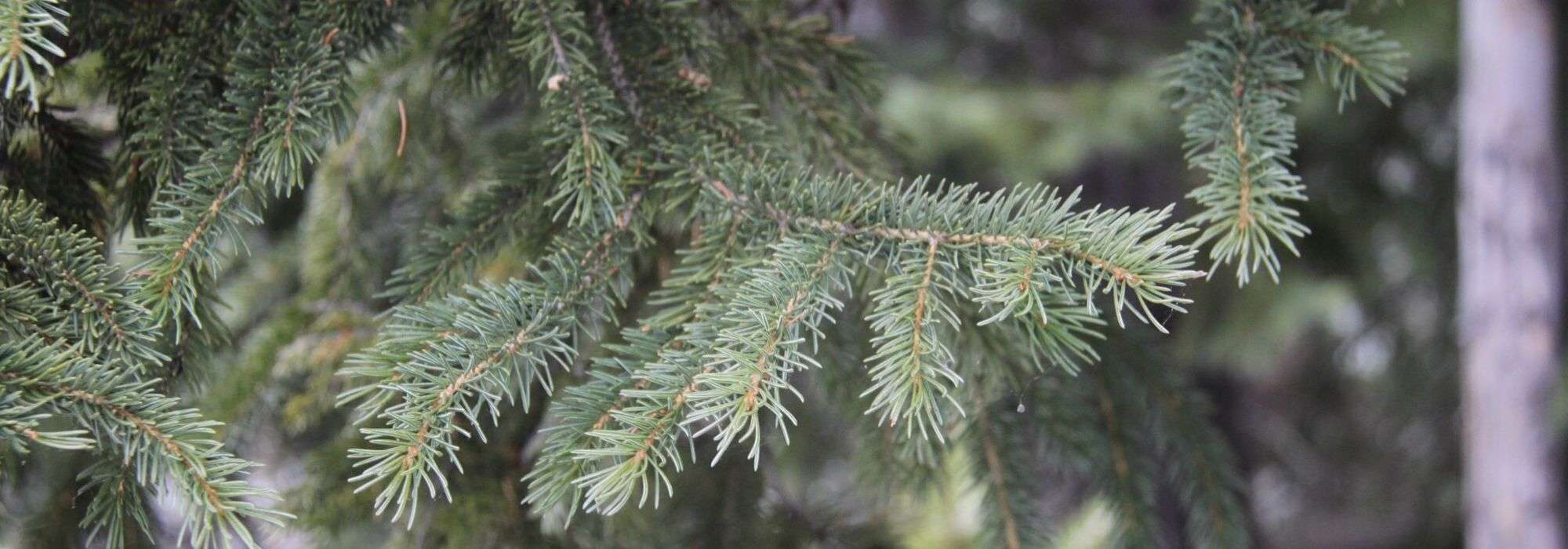 Douglas Fir, Pseudotsuga: planting, pruning, and maintenance