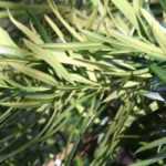 Podocarpus: planting, pruning, and caring for