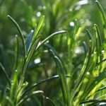Rosemary: planting, benefits, harvest