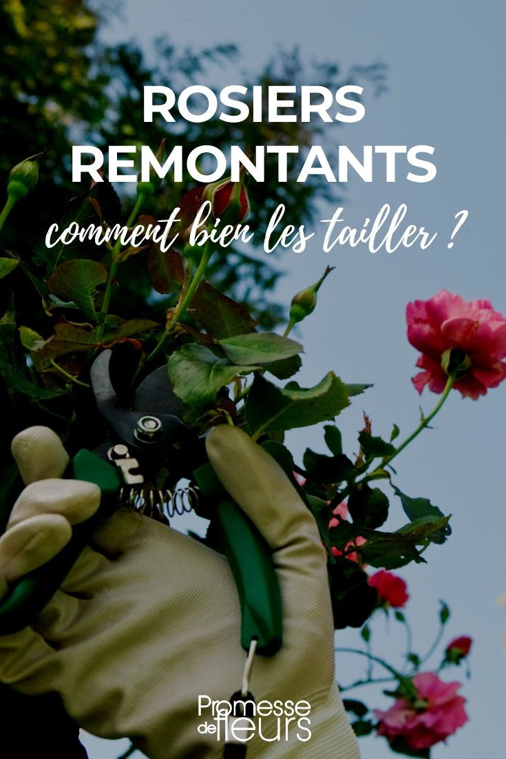 Perpetual Roses: How to Prune Them Properly Pruning of Perpetual Roses