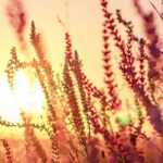 Lythrum: planting, caring for