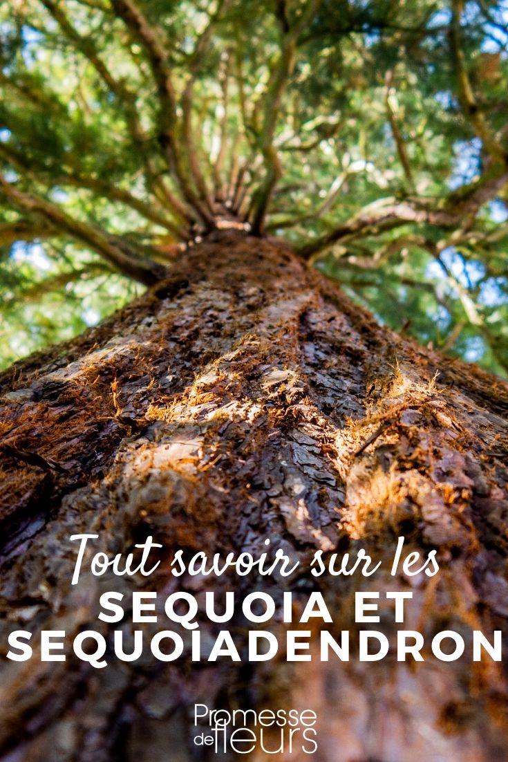 Sequoia and Sequoiadendron: Everything You Need to Know
The majestic Sequoia and its close relative, the Sequoiadendron, are among the most awe-inspiring trees in the botanical world. Known for their towering heights and ancient lineage, these conifers are not only a spectacle of nature but also a testament to its enduring strength. In this article, we delve into the fascinating world of these giants, offering insights into their characteristics, growth habits, and how to care for them in your garden.
### Characteristics
**Sequoia sempervirens**, commonly known as the Coast Redwood, and **Sequoiadendron giganteum**, known as the Giant Sequoia, are renowned for their immense size and longevity. The Coast Redwood is noted for its ability to reach heights of over 100 meters, making it the tallest tree on Earth. In contrast, the Giant Sequoia is often wider, with a more robust trunk, making it the largest tree by volume.
Both species share a distinctive reddish-bark and a conical shape, although the Giant Sequoia tends to have a more pronounced taper. Their leaves are small and scale-like, with a soft texture in the Coast Redwood and a slightly more rigid feel in the Giant Sequoia.
### Growth Habits
Sequoias are native to specific regions on the West Coast of the United States. The Coast Redwood thrives in the humid, foggy coastal areas of Northern California, while the Giant Sequoia is found on the western slopes of the Sierra Nevada mountains.
These trees prefer moist, well-drained soil and benefit from a position that offers some protection from extreme winds. Although they are best suited to their native environments, with the right care, they can also thrive in other temperate regions.
### Planting and Care
When planting Sequoias, choose a spacious area as these trees need room to grow both upwards and outwards. Young trees should be watered regularly until they are well-established. Mulching can help retain soil moisture and protect their shallow roots.
Pruning is generally not necessary as Sequoias naturally maintain a well-proportioned shape. However, if you need to prune, do it in the late winter to early spring to avoid stressing the tree.
### Environmental Impact
Sequoias are not only spectacular to behold but also play a crucial role in their ecosystems. They provide habitat for various species, from the canopy all the way down to the forest floor. Additionally, their massive trunks store significant amounts of carbon, helping to mitigate climate change.
### Conclusion
Whether you are a seasoned arborist or a casual nature enthusiast, the Sequoia and Sequoiadendron are sure to captivate. By understanding their needs and characteristics, you can appreciate these magnificent trees either in their natural habitat or in your own garden. Their grandeur and historical significance make them a remarkable addition to any landscape, embodying the beauty and resilience of nature. Sequoia and Sequoiadendron: Everything You Need to Know