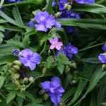 Virginia spiderwort, Tradescantia virginiana: planting and caring for it