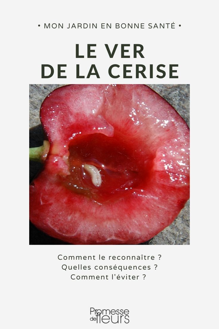 Cherry Worms: Prevention and Treatment