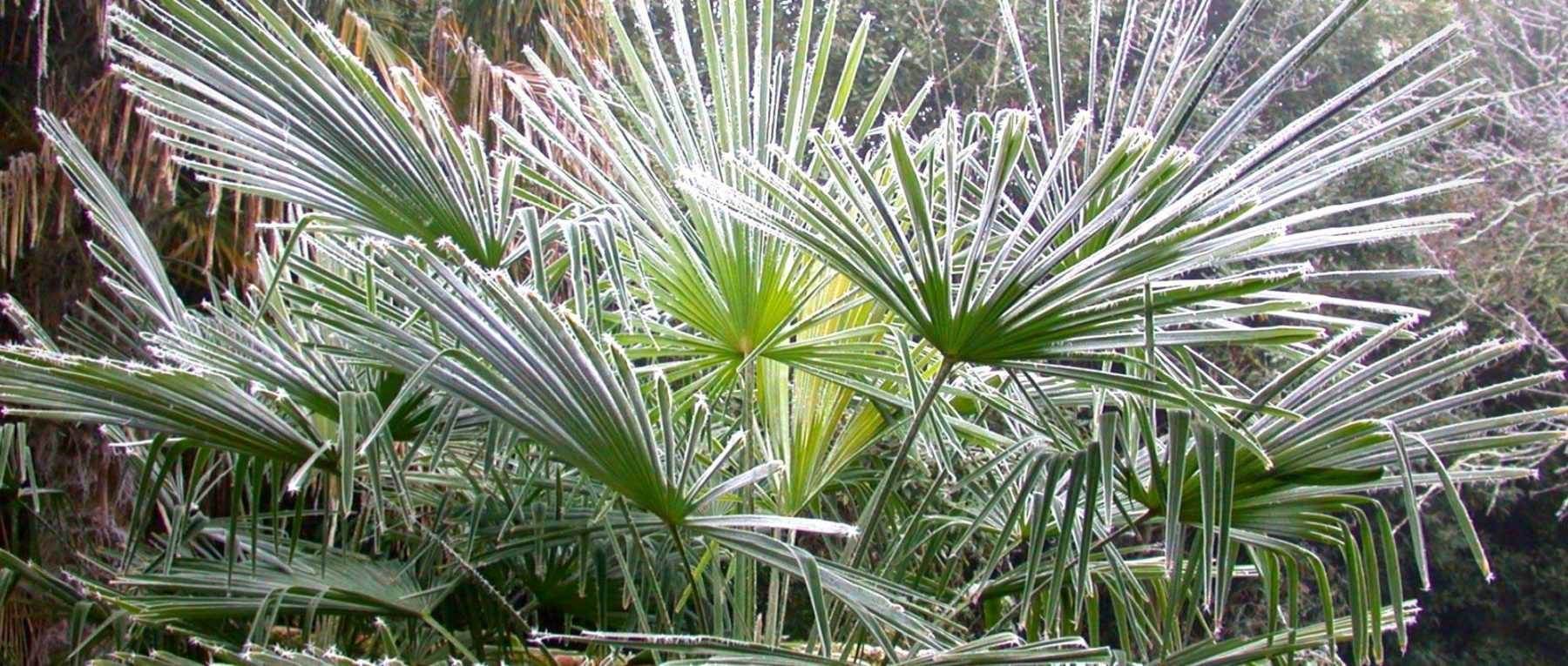 Palm tree: how to protect it in winter?
