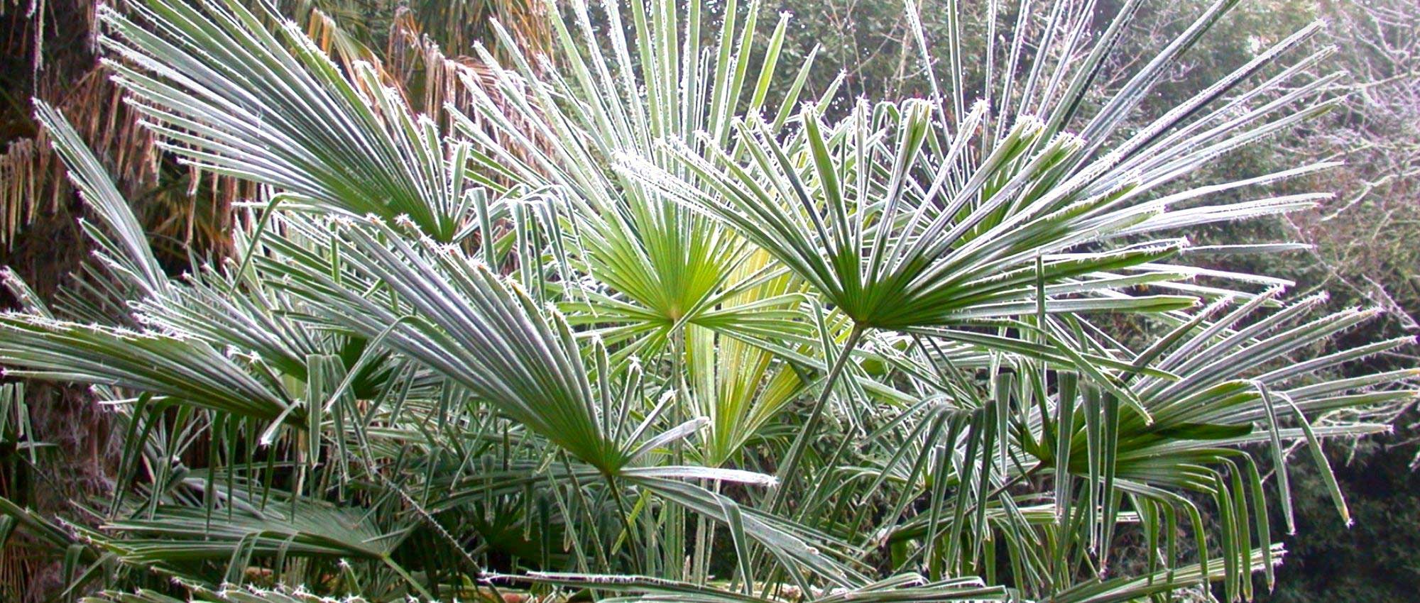 Palm tree: how to protect it in winter?