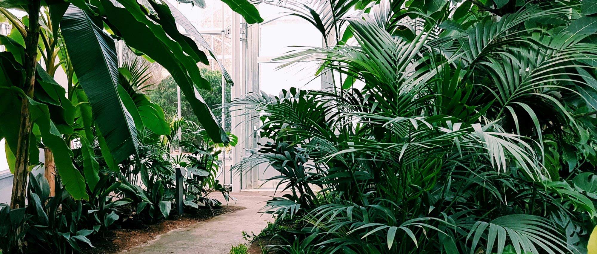 Potted palms: 7 remarkable species for indoors