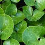 Asarum, Asaret: planting, growing and care