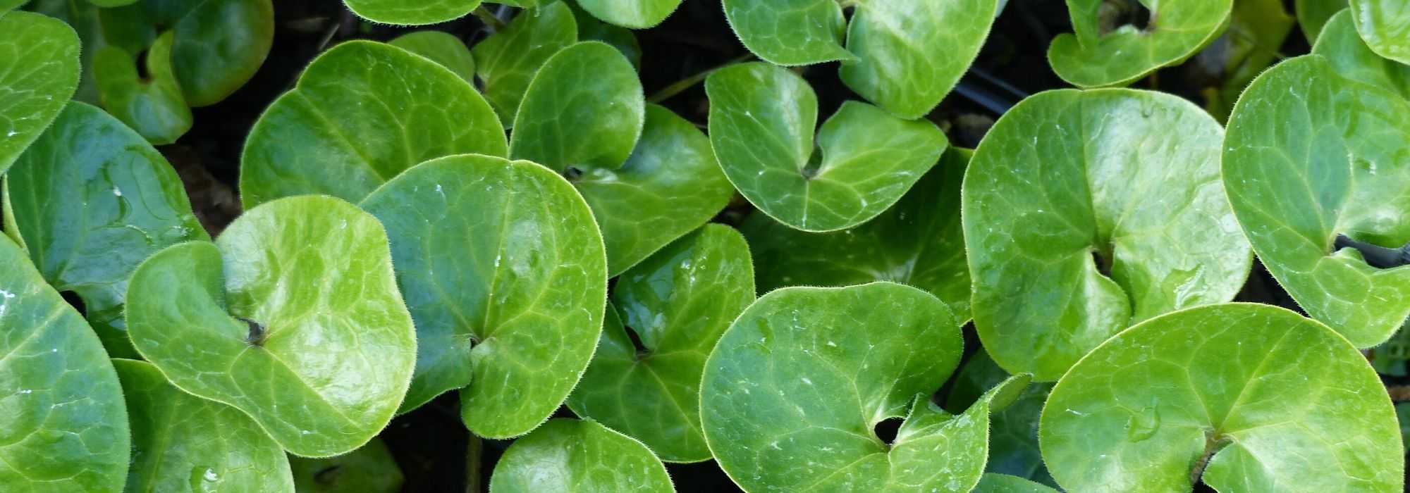 Asarum, Asaret: planting, cultivation, maintenance
