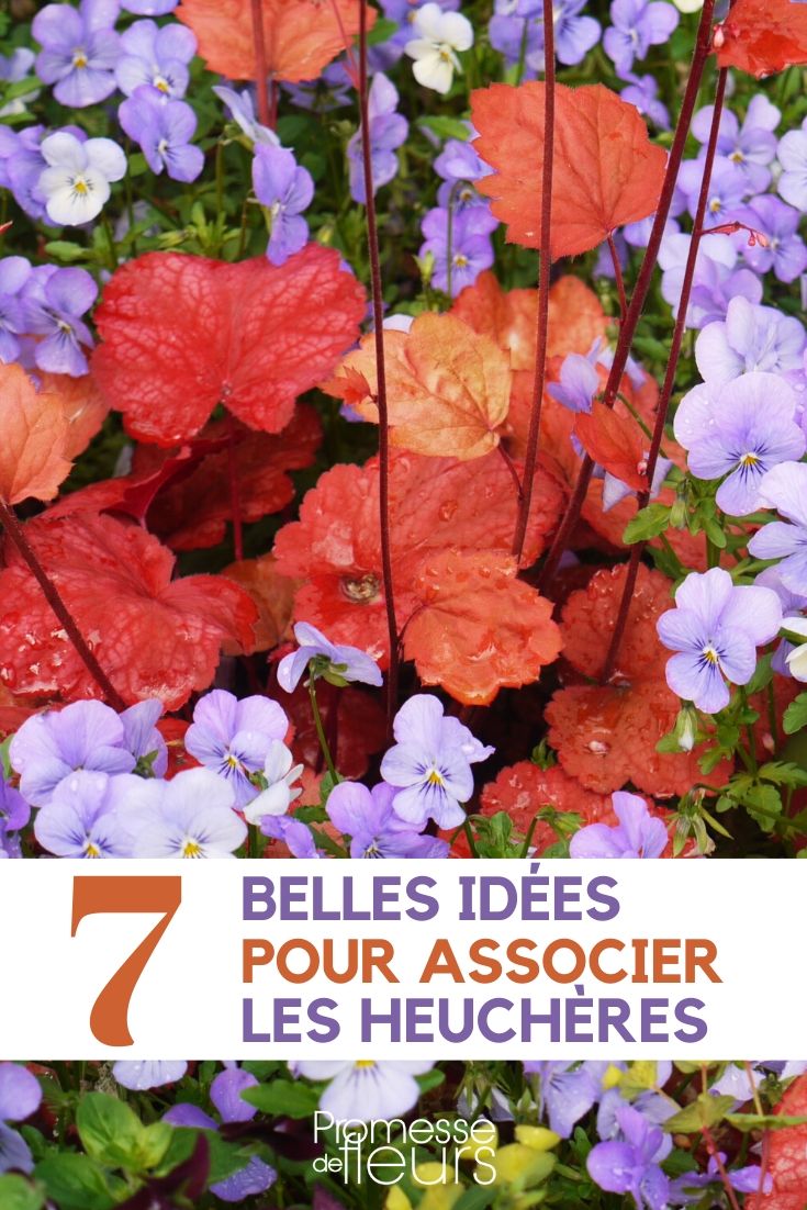 Heuchera: Ideas for Combinations