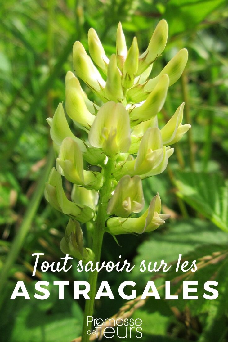 Astragalus: Everything You Need to Know
Astragalus, a genus of plants with over 3,000 species, is renowned for its resilience and adaptability. Often found in temperate regions of the Northern Hemisphere, these plants are not only a delight to the eye but also hold significant ecological and medicinal value.
### Understanding Astragalus
**Botanical Characteristics:**
Astragalus species, belonging to the Fabaceae family, are mostly perennials. They are characterized by their small, pea-like flowers and compound leaves. The plants can vary significantly in size, from small, sprawling herbs to larger shrubs.
**Ecological Role:**
As members of the legume family, many Astragalus species play a crucial role in their ecosystems by fixing nitrogen in the soil. This process enriches the soil, promoting a healthier plant community.
**Medicinal Uses:**
Astragalus has been used in traditional Chinese medicine for centuries. It is believed to boost the immune system, and some studies suggest it might help in reducing the symptoms of chronic diseases such as diabetes.
### Cultivation Tips
**Soil and Sunlight:**
Astragalus prefers well-drained soil and can thrive in full sun to partial shade. Ensuring the right soil conditions is crucial for the healthy growth of these plants.
**Watering and Care:**
While generally drought-tolerant, regular watering during prolonged dry spells will keep the plants healthy. Minimal care is required once Astragalus is established, making it an excellent choice for low-maintenance gardens.
**Propagation:**
Propagation is typically done through seeds. Planting seeds in autumn or spring can yield the best results. Some species might also be propagated through root division.
### Landscape Uses
Astragalus can be a versatile addition to gardens. It can be used for ground cover, in rock gardens, or as part of border plantings. Its ability to adapt to various environments makes it particularly useful for challenging garden spots.
### Conclusion
Whether you are a seasoned gardener or a beginner, incorporating Astragalus into your garden can add beauty and ecological benefits. With its minimal care requirements and medicinal properties, Astragalus is a plant that offers more than just aesthetic appeal. Astragalus: Everything You Need to Know
The Astragalus plant, often overlooked in gardens, is a hidden gem worth discovering. Known for its charming flowers and resilience, this perennial can bring a touch of elegance and simplicity to any garden setting.
### What is Astragalus?
Astragalus, belonging to the Fabaceae family, is a group of plants that includes over 3,000 species, ranging from herbs to shrubs. The most commonly cultivated in gardens are the herbaceous perennials, known for their beautiful and delicate blossoms.
### Why Grow Astragalus?
**1. Medicinal Properties:** Astragalus has been used in traditional Chinese medicine for centuries. It is believed to boost the immune system and have anti-inflammatory, antiviral, and antibacterial properties.
**2. Drought Resistance:** Once established, Astragalus plants are incredibly drought-tolerant, making them perfect for xeriscaping or low-water garden areas.
**3. Aesthetic Appeal:** With its lovely flowers and fern-like foliage, Astragalus adds a fine-textured element to the garden that contrasts beautifully with broader-leaved plants.
### How to Grow Astragalus
**Planting:** Choose a sunny spot with well-draining soil. Sow seeds in early spring, just beneath the surface of the soil.
**Watering:** Water regularly during the first growing season to establish a deep, extensive root system. Once established, reduce frequency, as Astragalus tolerates drought well.
**Feeding:** Apply a light application of a balanced, organic fertilizer in the spring to encourage growth.
**Pruning:** Prune back in late autumn or early winter after the plant has flowered and the foliage has died back.
### Common Varieties
- **Astragalus membranaceus:** Often used in herbal remedies, this variety is noted for its health benefits.
- **Astragalus canadensis:** Known as Canadian milkvetch, this species features long, elegant racemes of flowers.
### Challenges
Astragalus plants are generally hardy and low-maintenance. However, they can be susceptible to root rot if overwatered or planted in poorly draining soils.
### Conclusion
Whether you're a seasoned gardener or a beginner, Astragalus is a wonderful addition to any garden. Its medicinal properties, drought resistance, and beautiful appearance make it a valuable and attractive choice for a variety of landscaping needs. Embrace this lesser-known plant and watch your garden flourish with its unique charm!